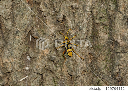 ヨツスジトラカミキリ 129704112