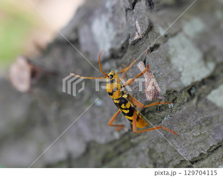 ヨツスジトラカミキリ 129704115