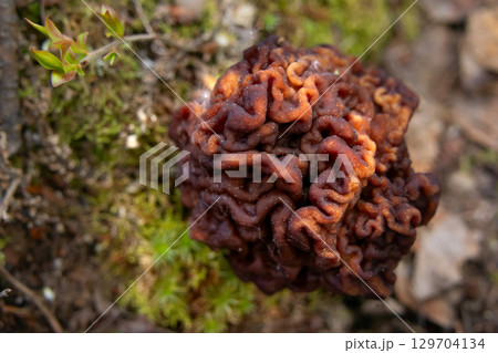 False Morel Mushroom on Forest Floor among leaves and grass. 129704134