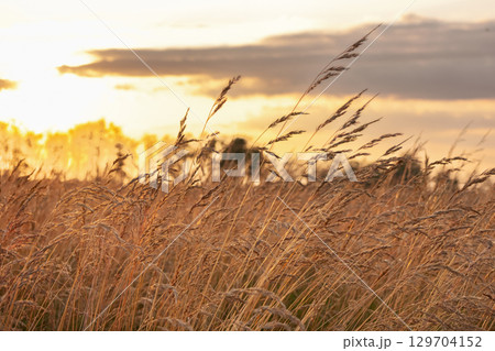 Agricultural field with fescue grass in golden light in sunset. 129704152
