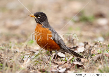 American Robin Foraging on the ground in early spring. 129704189