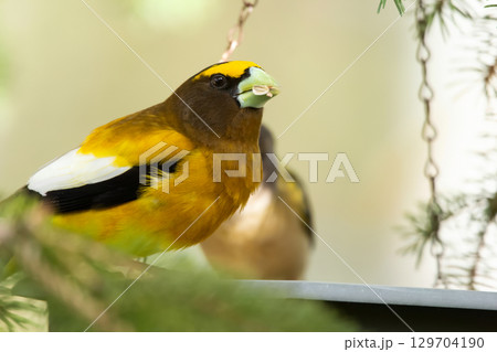 Male and female Evening Grosbeak on a spruce tree branch. Male and female Evening Grosbeak on a spruce tree branch. 129704190