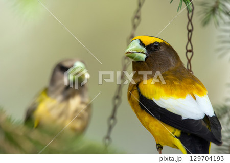 Male and female Evening Grosbeak on a spruce tree branch. 129704193