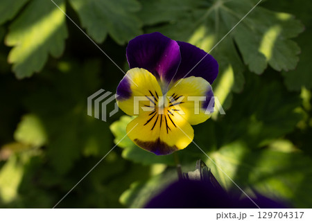 Close up of flowers in ground 129704317