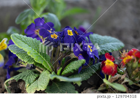 Close up of flowers in ground Close up of flowers in ground 129704318
