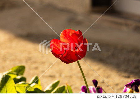 Close up of flowers in ground Close up of flowers in ground 129704319