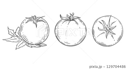 Tomato drawing .Vegetable .Organic Food, sauce, dishes component. Vector illustration. 129704486