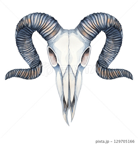 Watercolor illustration of a ram, sheep, goat skull with large horns. Perfect for witchcraft, mystical art, fantasy posters, pagan themes, tattoo designs, Halloween decor, and dark aesthetics 129705166