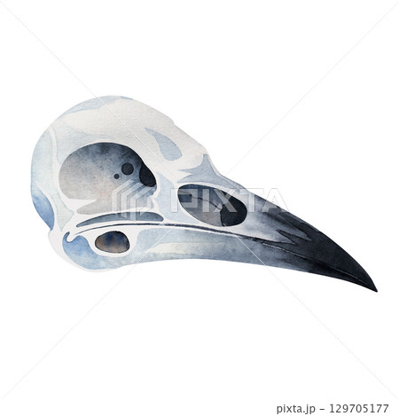 Watercolor illustration of a small bird, raven, crow skull in realistic style. Perfect for witchcraft, mystical decor, dark art, nature studies, Halloween themes, and fantasy designs Watercolor illustration of a small bird, raven, crow skull in realistic style. Perfect for witchcraft, mystical decor, dark art, nature studies, Halloween themes, and fantasy designs 129705177