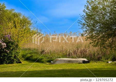 Old abandoned boat with reeds in backround 129705272