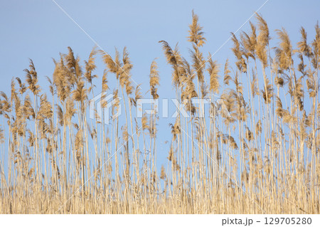 Reeds in marshland with sky background Reeds in marshland with sky background 129705280