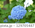 青い紫陽花 129705487