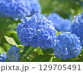 青い紫陽花 129705491
