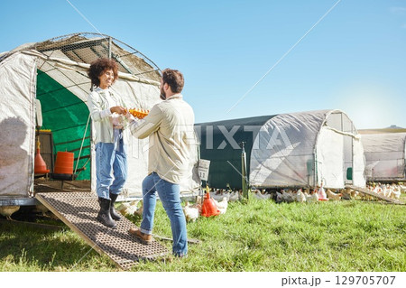 Couple, farmer and agriculture, chicken and eggs, poultry farming and nature in organic free range agro business. People, team and livestock, animal on farm and sustainability with quality assurance 129705707