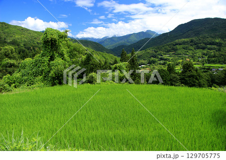 夏の緑溢れる里山風景 129705775