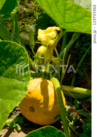 Close-up of a field pumpkin with flowers and fruits growing in a vegetable garden. 129705968