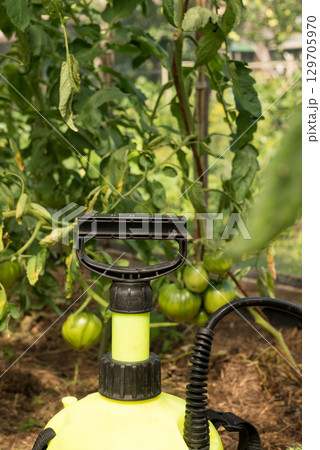Protect tomato plants from pests and diseases with a pressure sprayer in a tunnel greenhouse 129705970