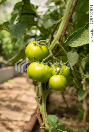 branch of tomatoes with green fruits in greenhouse in summer. Growing tomatoes on farm. 129705971