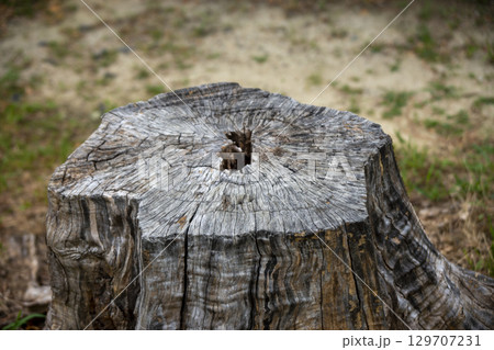 公園の木の切り株 公園の木の切り株 129707231