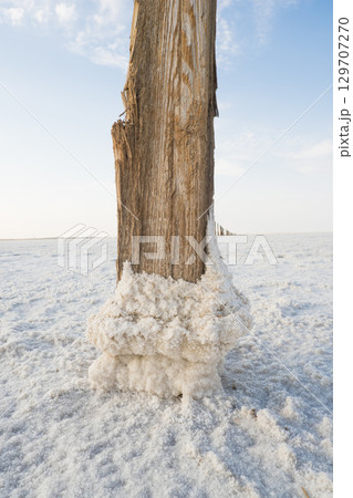 On a sunny day, an old tree trunk covered with salt crystals sticks out of the water. Salt lake Baskunchak. Astrakhan region, Russia. 129707270