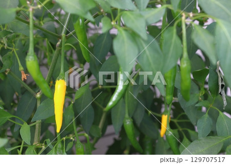 自宅ベランダの黄色唐辛子（オウゴン） 129707517