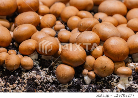 Brown mushrooms growing in clusters on rich soil, showcasing natural organic textures and shapes 129708277