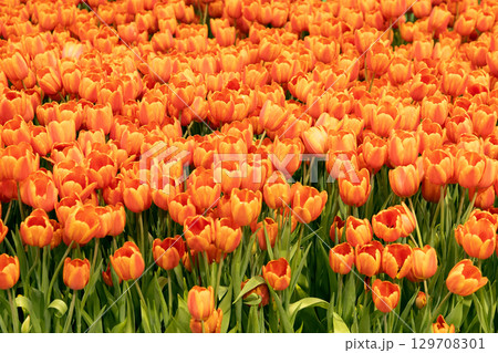 Vibrant orange tulips blooming in a lush garden, creating a stunning floral landscape scene Vibrant orange tulips blooming in a lush garden, creating a stunning floral landscape scene 129708301