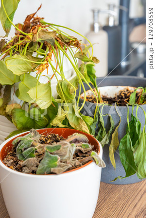 Close up view of dry and withered houseplants in a home environment after a long absence. Missed care, neglected greenery, and the fragile nature of indoor life. 129708559