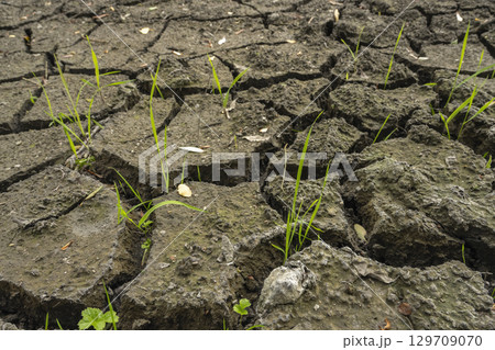 Detailed close-up of cracked dry soil surface with small green grass sprouts Detailed close-up of cracked dry soil surface with small green grass sprouts 129709070