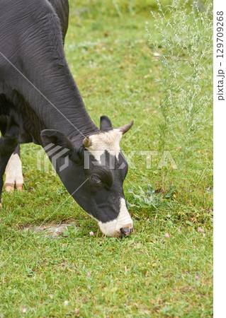 Black and white cow grazing on green pasture surrounded by lush vegetation Black and white cow grazing on green pasture surrounded by lush vegetation 129709268