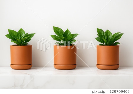 Three potted plants are lined up on a white shelf 129709403