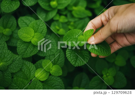 Hand is holding a leafy green mint plant 129709628