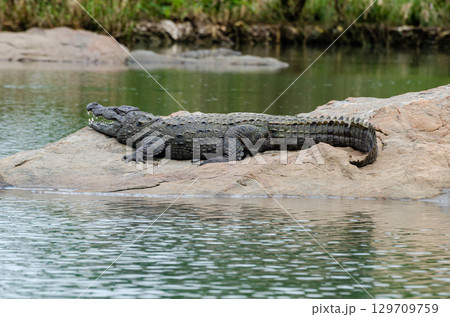 A large crocodile resting on a rock in the middle of Kaveri river in Ranganathittu bird sanctuary 129709759