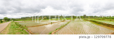 Traditional manual rice cultivation in rural India Traditional manual rice cultivation in rural India 129709778