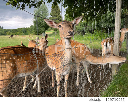young deer, outdoor behind fence young deer, outdoor behind fence 129710935
