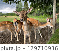 young deer, outdoor behind fence 129710936