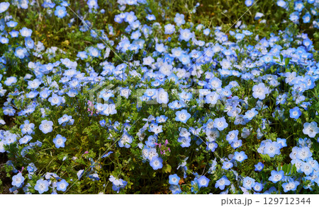 春のネモフィラ、青い花のじゅうたん 129712344