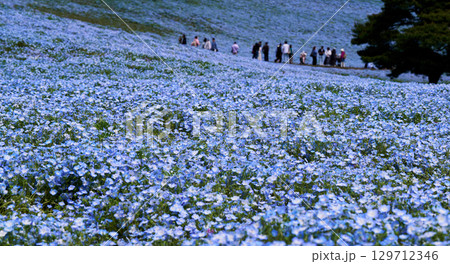 国営ひたち海浜公園の青いネモフィラと観光客 129712346