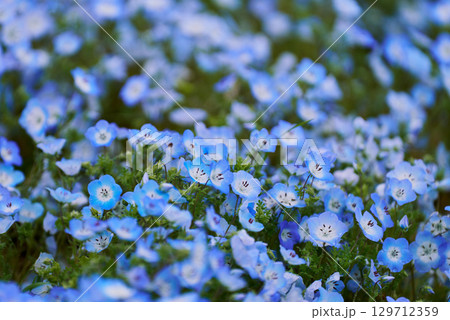 ネモフィラのアップ(青空に映える小花) ネモフィラのアップ(青空に映える小花) 129712359