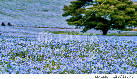 ネモフィラに覆われた青い丘と一本の木 129712370