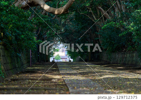 光と影が織りなす酒列磯前神社参道 光と影が織りなす酒列磯前神社参道 129712375