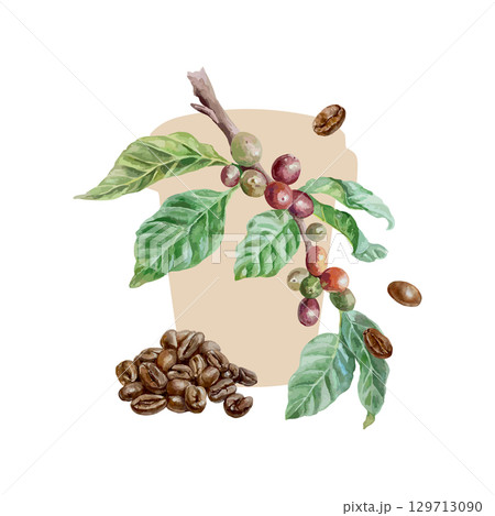 Coffee branch with green leaves and fruits, paper cup silhouette and roasted coffee beans. Hand drawn watercolor isolated. Vector clip art for cafe menu and banner design. 129713090
