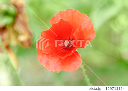 wonderful red poppies in green grass 129713124