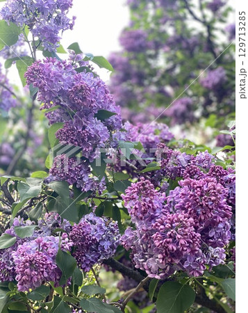Lilac flowers blooming on green branches in a garden setting, perfect for nature background 129713285