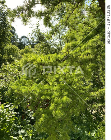 Green pine branches with lush foliage against clear sky in vertical nature background Green pine branches with lush foliage against clear sky in vertical nature background 129713286