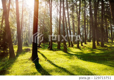Magical woods in the morning sun. Fairy forest in springtime. 129713751