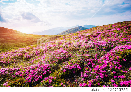 Captivating scene of the alpine valley in sunlight. Location place Carpathian Ukraine, Europe. 129713785
