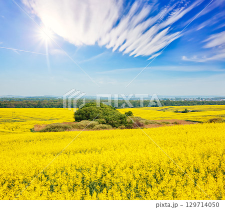 Captivating views of canola field in sunlight. Captivating views of canola field in sunlight. 129714050
