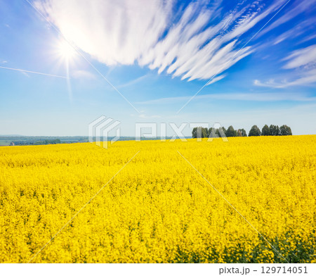 Captivating views of canola field in sunlight. 129714051