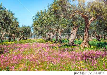 Incredible olive orchard. Picturesque day and gorgeous scene. 129714054